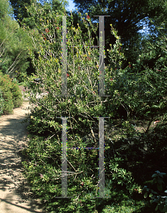 Picture of Callistemon comboynensis 