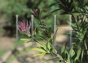 Picture of Callistemon comboynensis 