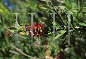 Picture of Callistemon comboynensis 