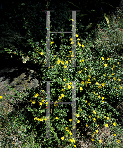 Picture of Hibbertia aspera 