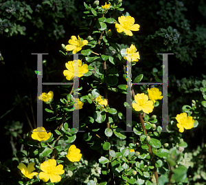 Picture of Hibbertia aspera 