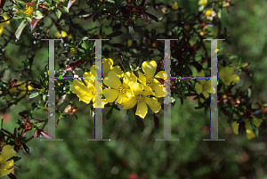 Picture of Hibbertia cuneiformis 