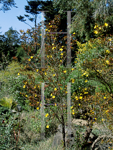 Picture of Hibbertia cuneiformis 