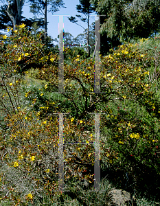 Picture of Hibbertia cuneiformis 