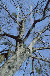 Picture of Quercus kelloggii 