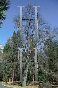 Picture of Quercus kelloggii 