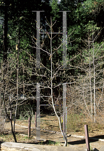 Picture of Cornus nuttallii 