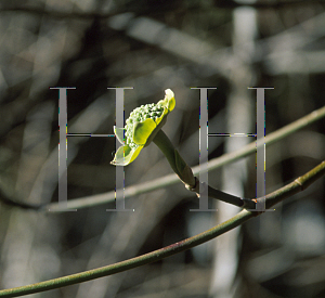 Picture of Cornus nuttallii 