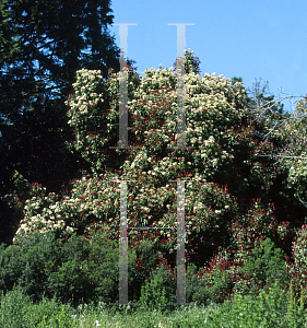 Picture of Photinia x fraseri 