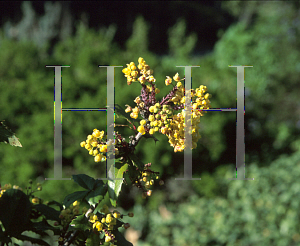 Picture of Berberis  'Golden Abundance'