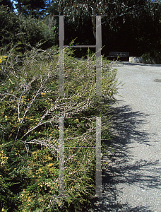 Picture of Leptospermum minutifolium 