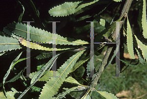 Picture of Banksia serrata 