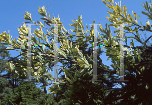 Picture of Banksia serrata 