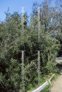 Picture of Callistemon pinifolius 