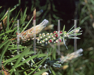 Picture of Callistemon pinifolius 