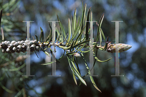 Picture of Callistemon pinifolius 