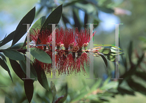 Picture of Callistemon citrinus 