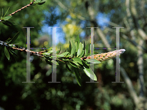 Picture of Callistemon citrinus 