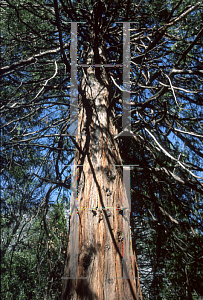 Picture of Calocedrus decurrens 