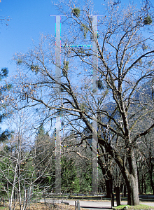 Picture of Quercus kelloggii 