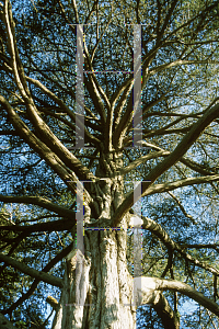 Picture of Cupressus macrocarpa 