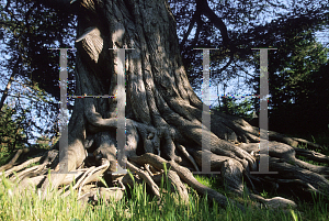 Picture of Cupressus macrocarpa 