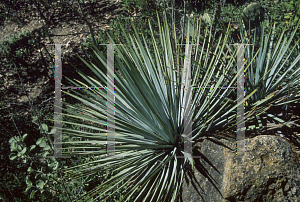 Picture of Hesperoyucca whipplei ssp. parishii 