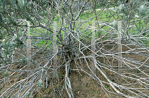 Picture of Leucospermum reflexum 