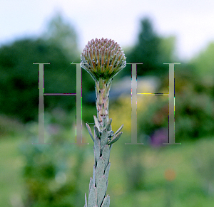 Picture of Leucospermum reflexum 