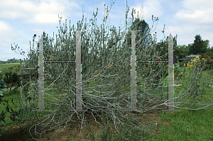 Picture of Leucospermum reflexum 