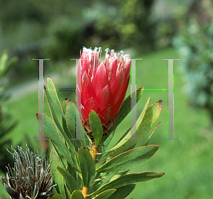 Picture of Protea repens x aurea 'Clarks Red'