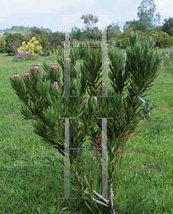 Picture of Protea neriifolia 