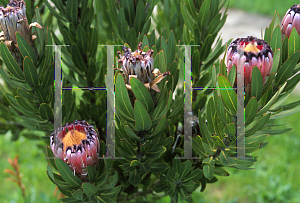 Picture of Protea neriifolia 