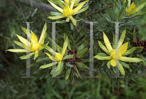 Picture of Leucadendron  'Pisa'