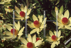 Picture of Leucadendron  'Cloud Bank Jenny'