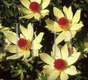 Picture of Leucadendron  'Cloud Bank Jenny'