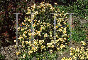 Picture of Leucadendron  'Cloud Bank Jenny'