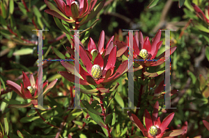 Picture of Leucadendron  'Safari Sunset'