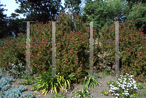 Picture of Leucadendron  'Safari Sunset'