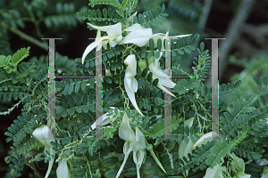 Picture of Clianthus puniceus 
