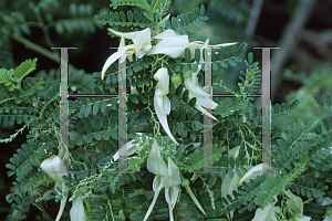 Picture of Clianthus puniceus 