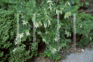 Picture of Clianthus puniceus 