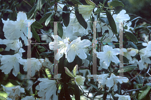 Picture of Rhododendron formosum ssp. maddenia 