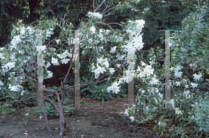 Picture of Rhododendron formosum ssp. maddenia 