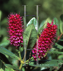 Picture of Hebe speciosa 