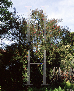 Picture of Leptospermum scoparium 'Big Red'