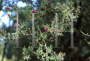 Picture of Leptospermum scoparium 'Big Red'