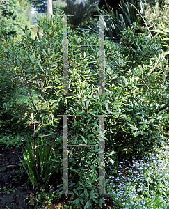 Picture of Pittosporum kirkii 