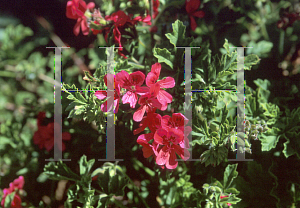 Picture of Pelargonium  'Mrs. Taylor'