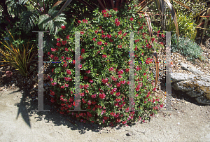 Picture of Pelargonium  'Mrs. Taylor'